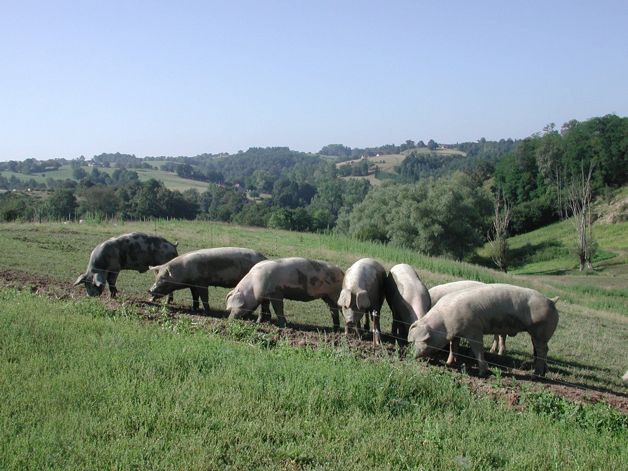 Porc d'Auvergne